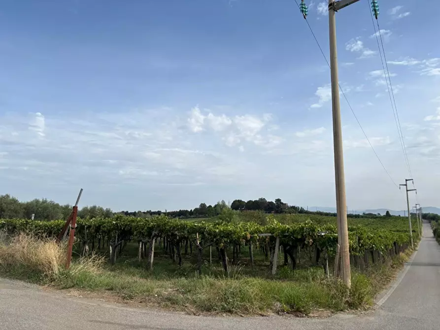 Immagine 47 di Terreno agricolo in vendita  a Frascati