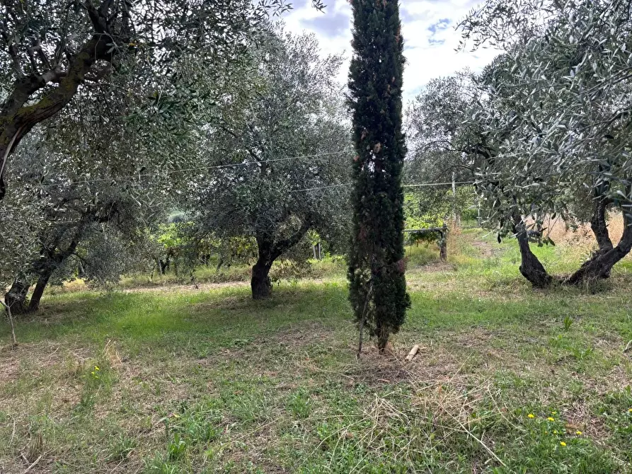 Immagine 8 di Terreno agricolo in vendita  a Frascati