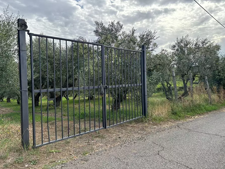 Immagine 1 di Terreno agricolo in vendita  a Frascati