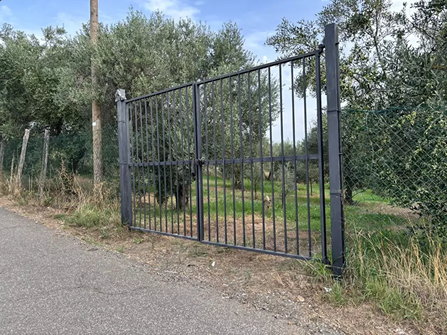Immagine 2 di Terreno agricolo in vendita  a Frascati