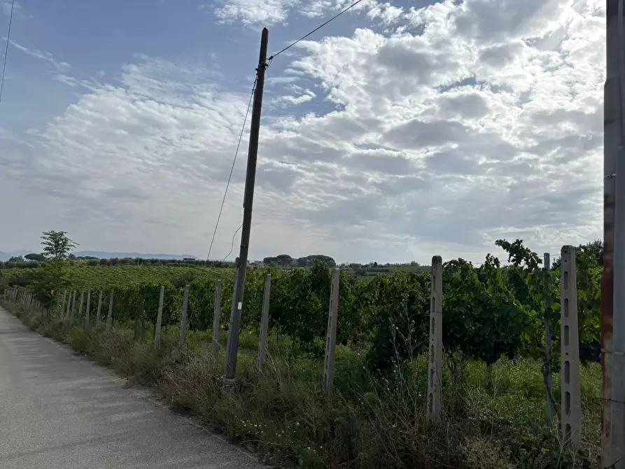 Immagine 44 di Terreno agricolo in vendita  a Frascati