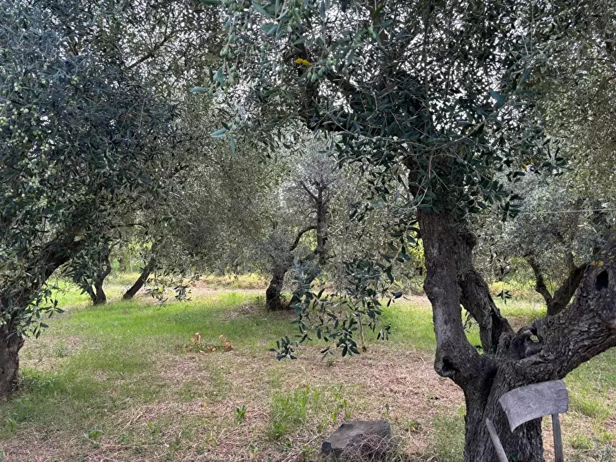 Immagine 7 di Terreno agricolo in vendita  a Frascati