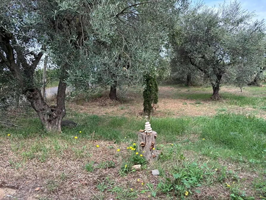 Immagine 31 di Terreno agricolo in vendita  a Frascati