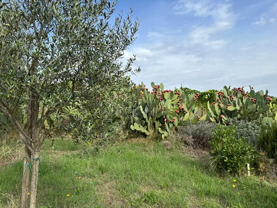 Immagine 27 di Terreno agricolo in vendita  a Frascati