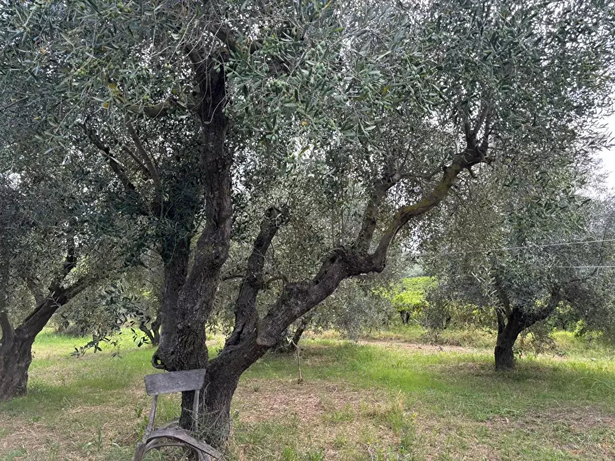 Immagine 6 di Terreno agricolo in vendita  a Frascati