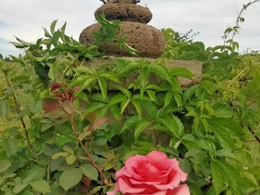 Immagine 9 di Terreno agricolo in vendita  a Frascati