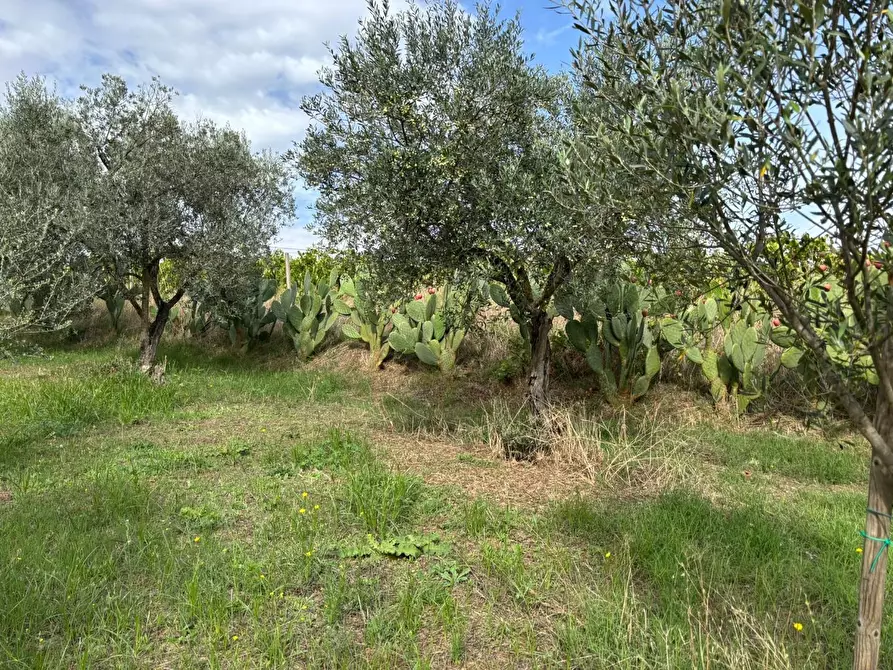 Immagine 33 di Terreno agricolo in vendita  a Frascati