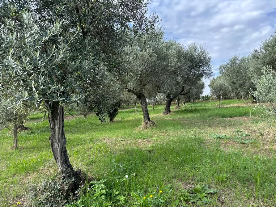 Immagine 37 di Terreno agricolo in vendita  a Frascati