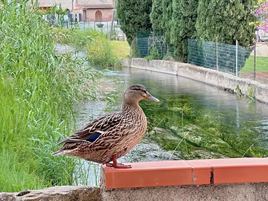 Immagine 3 di Appartamento in vendita  a Campiglia Marittima