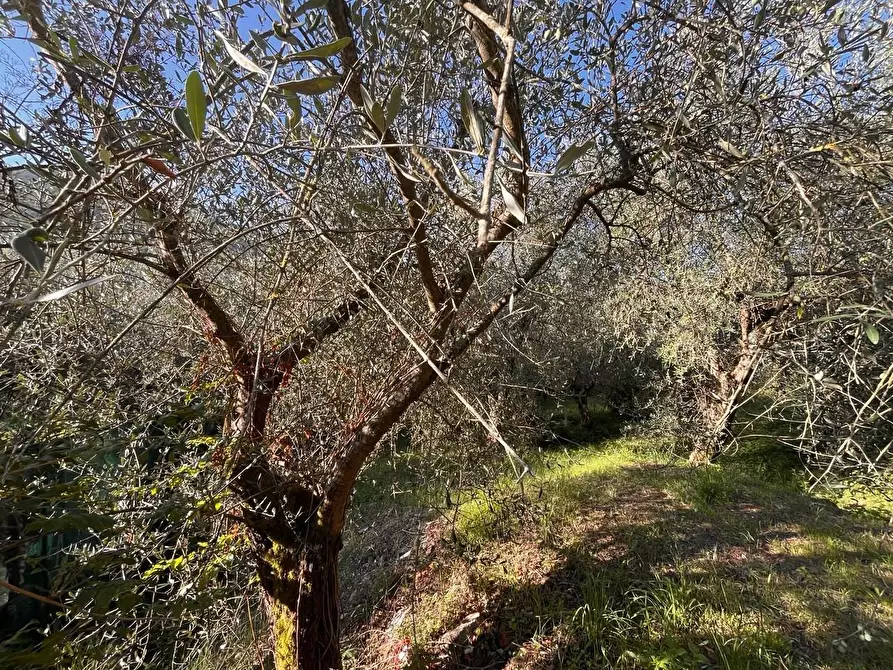 Immagine 22 di Casa indipendente in vendita  a Calci