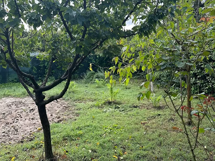 Immagine 4 di Terreno agricolo in vendita  a Campiglia Marittima