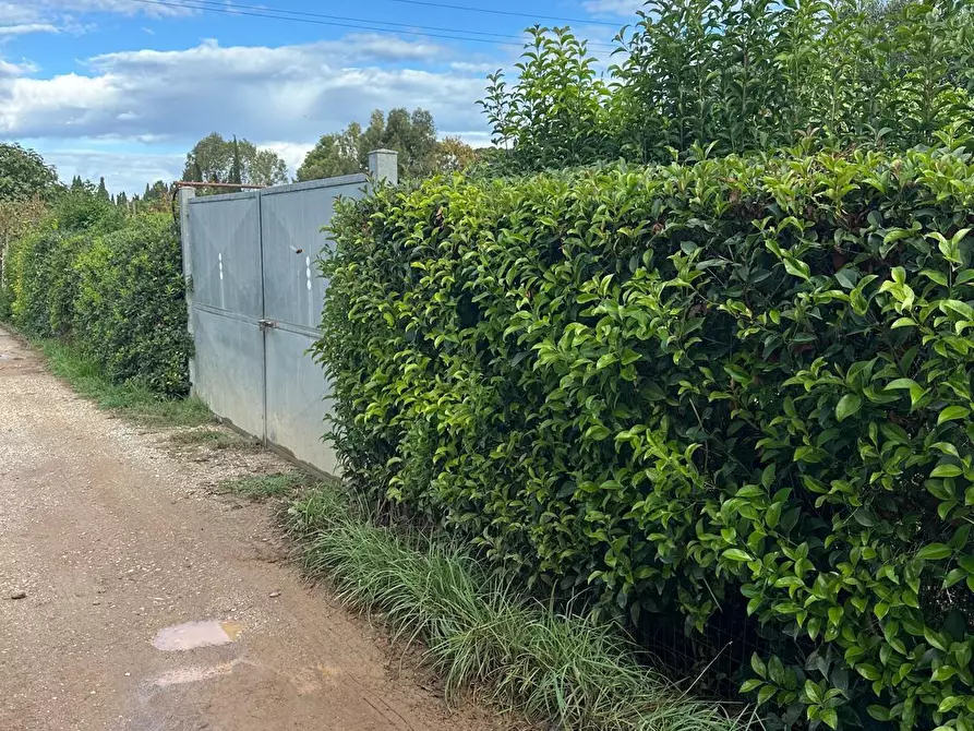 Immagine 2 di Terreno agricolo in vendita  a Campiglia Marittima