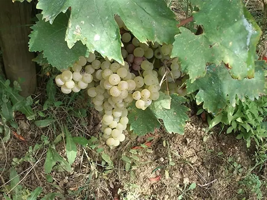 Immagine 5 di Terreno agricolo in vendita  a Colle Di Val D'elsa