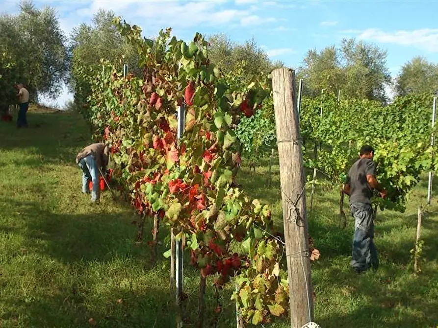 Immagine 4 di Terreno agricolo in vendita  a Colle Di Val D'elsa