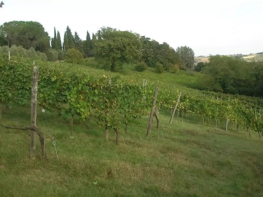 Immagine 2 di Terreno agricolo in vendita  a Colle Di Val D'elsa