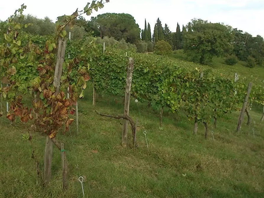 Immagine 3 di Terreno agricolo in vendita  a Colle Di Val D'elsa