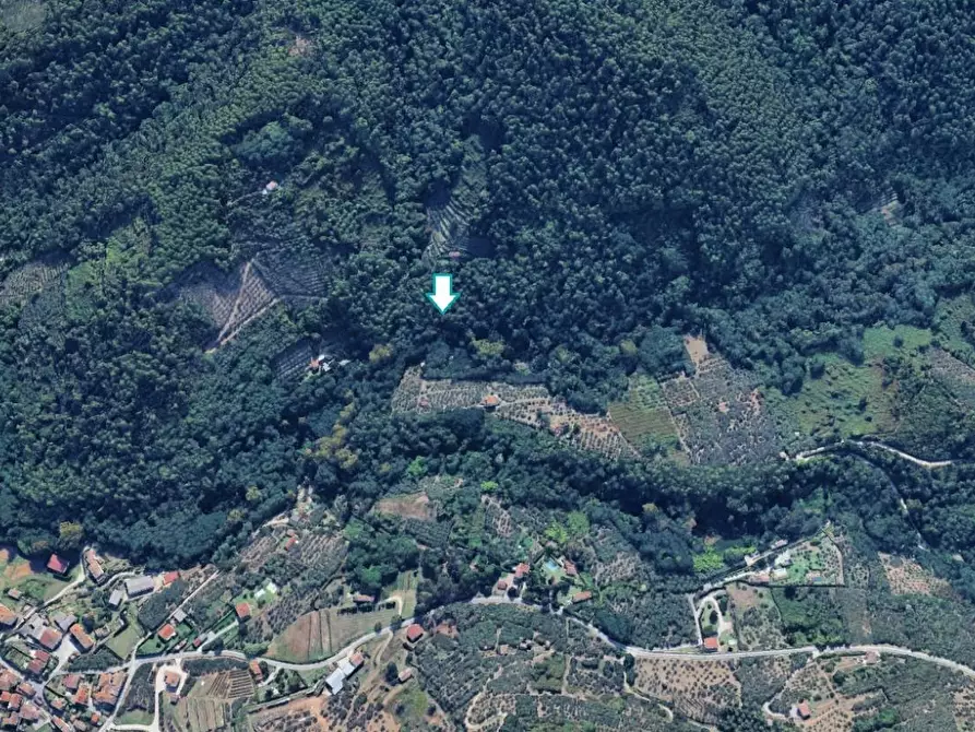 terreno agricolo in vendita a Buti