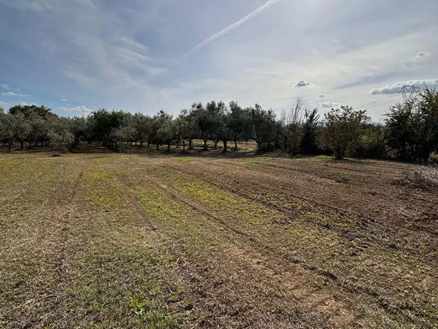 Immagine 28 di Porzione di casa in vendita  a Crespina Lorenzana