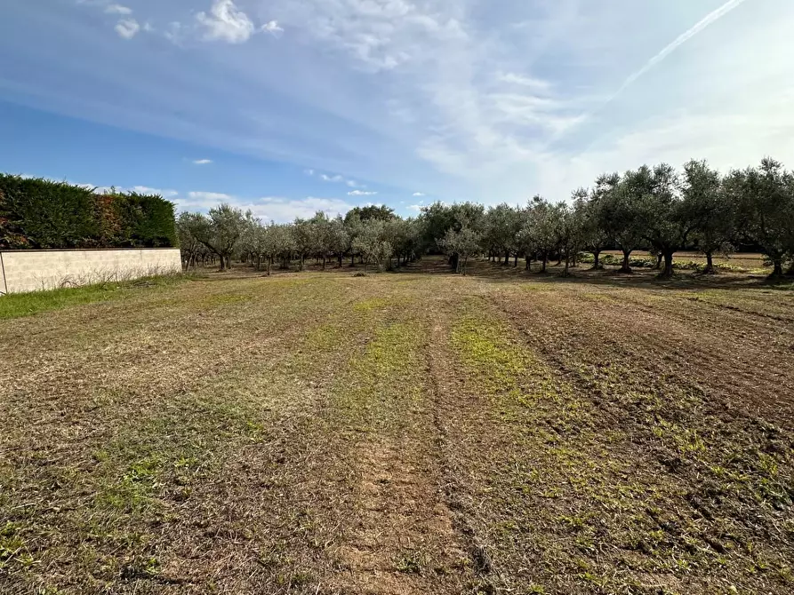 Immagine 29 di Porzione di casa in vendita  a Crespina Lorenzana