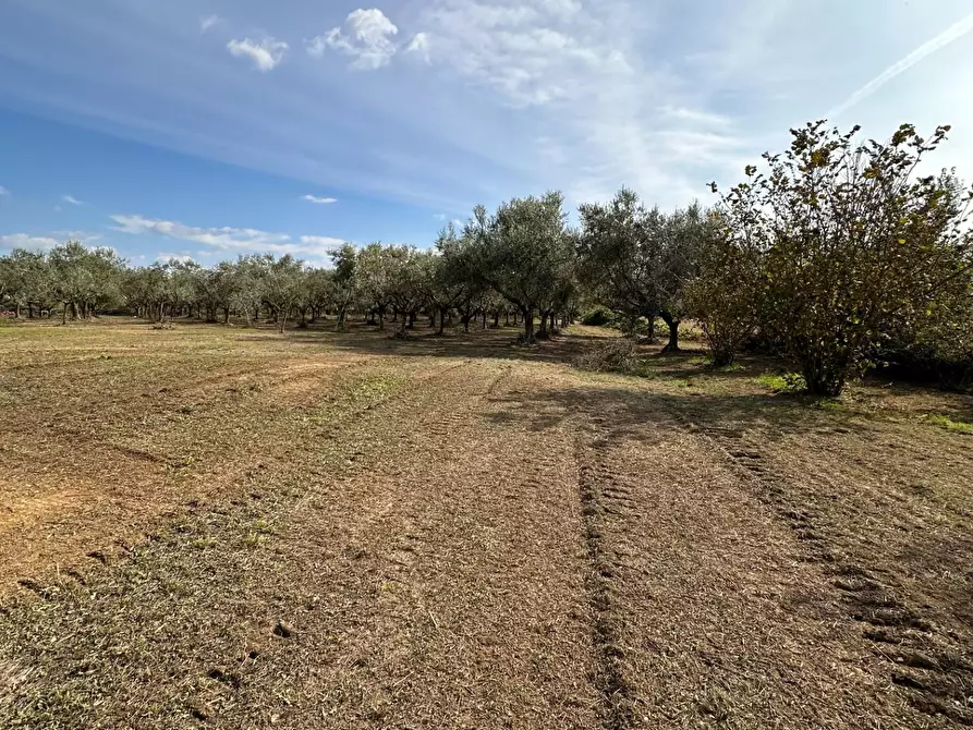 Immagine 24 di Porzione di casa in vendita  a Crespina Lorenzana