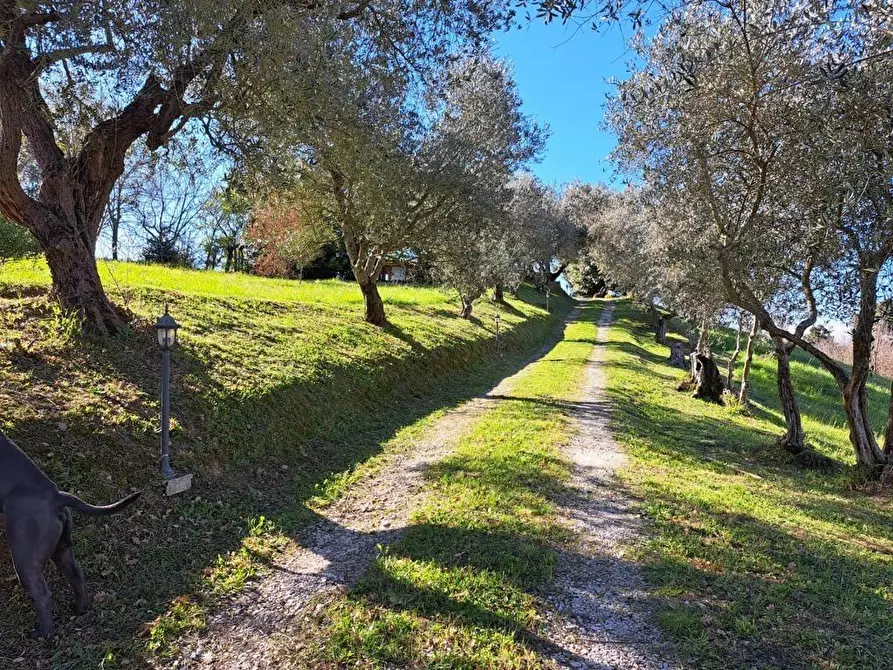 Immagine 14 di Rustico / casale in affitto  a Crespina Lorenzana