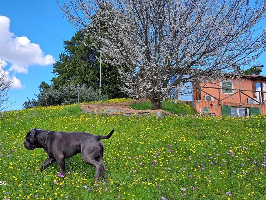 Immagine 23 di Rustico / casale in affitto  a Crespina Lorenzana