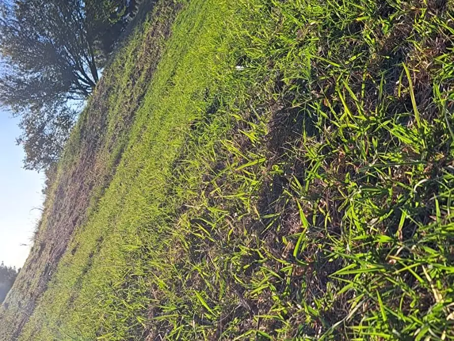 Immagine 17 di Rustico / casale in affitto  a Crespina Lorenzana