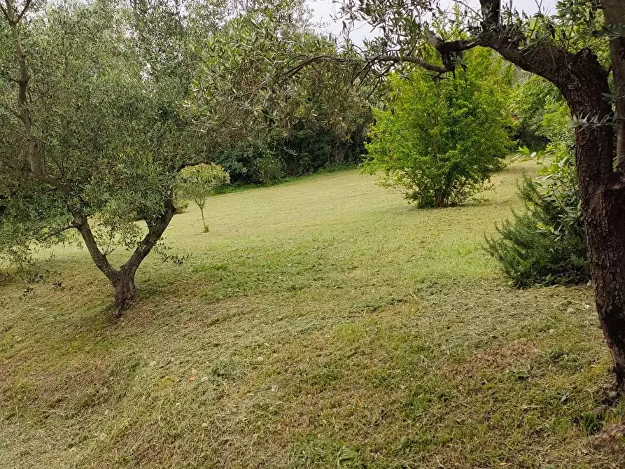 Immagine 32 di Rustico / casale in affitto  a Crespina Lorenzana