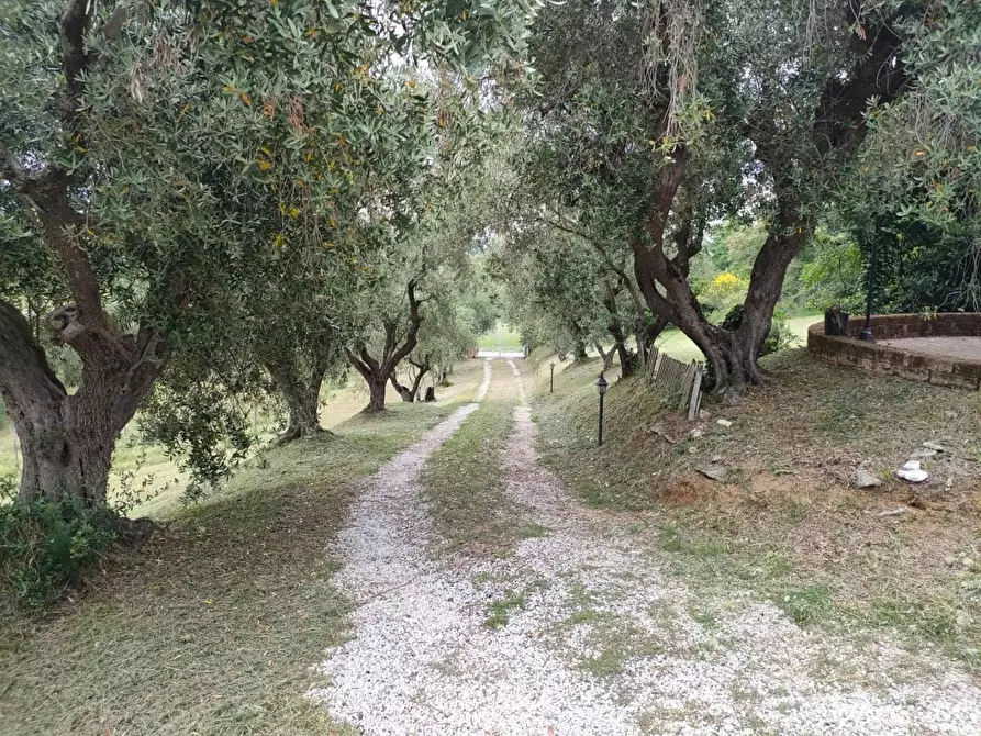 Immagine 31 di Rustico / casale in affitto  a Crespina Lorenzana