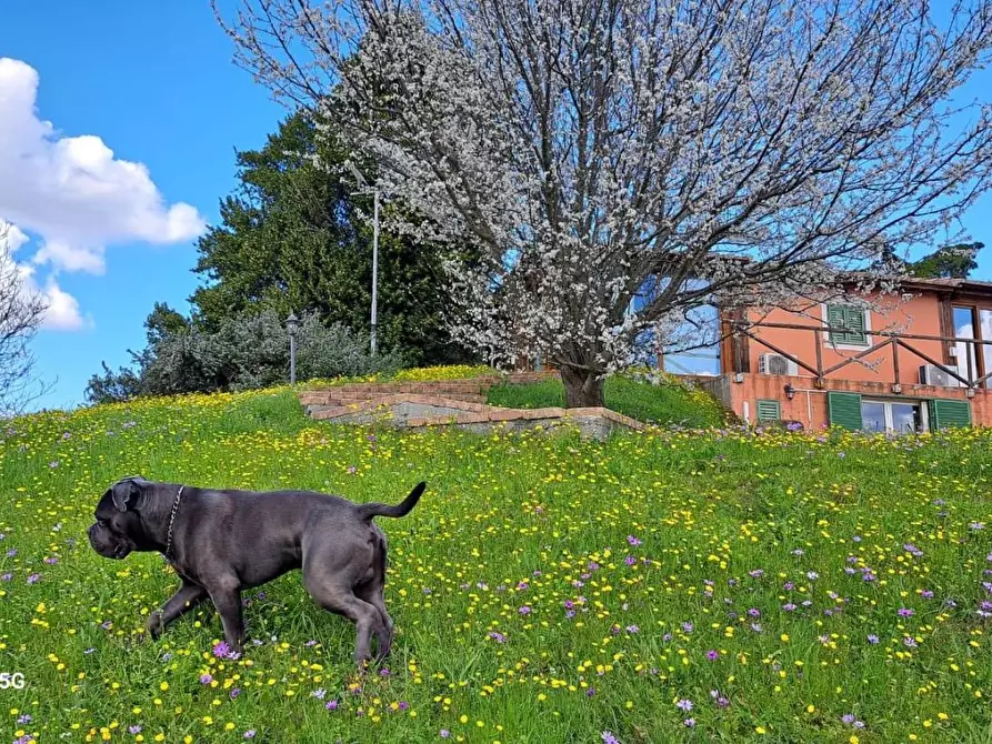Immagine 13 di Rustico / casale in affitto  a Crespina Lorenzana