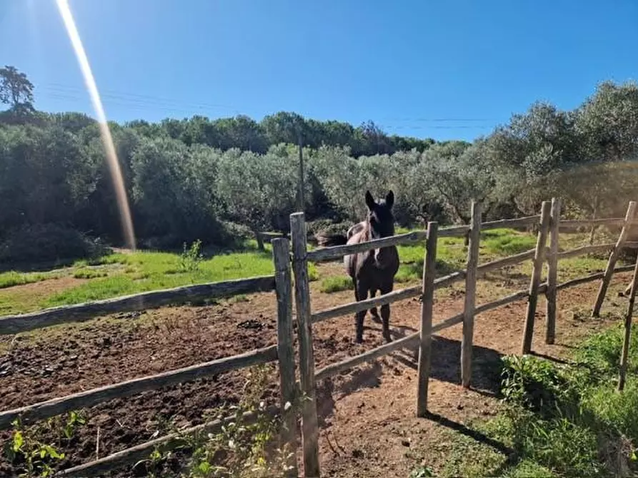 Immagine 3 di Azienda agricola in vendita  a Rosignano Marittimo