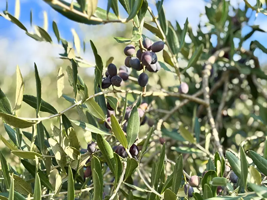 Immagine 3 di Terreno agricolo in vendita  a Empoli