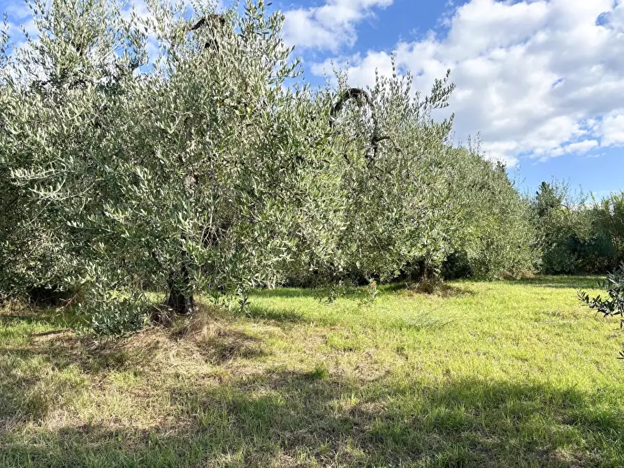 terreno agricolo in vendita ad Empoli