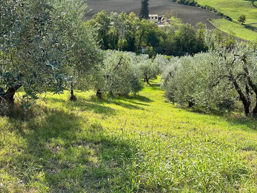 Immagine 5 di Terreno agricolo in vendita  a Empoli