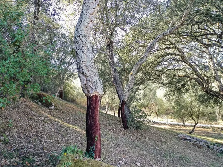 Immagine 8 di Casa colonica in vendita  a Luogosanto