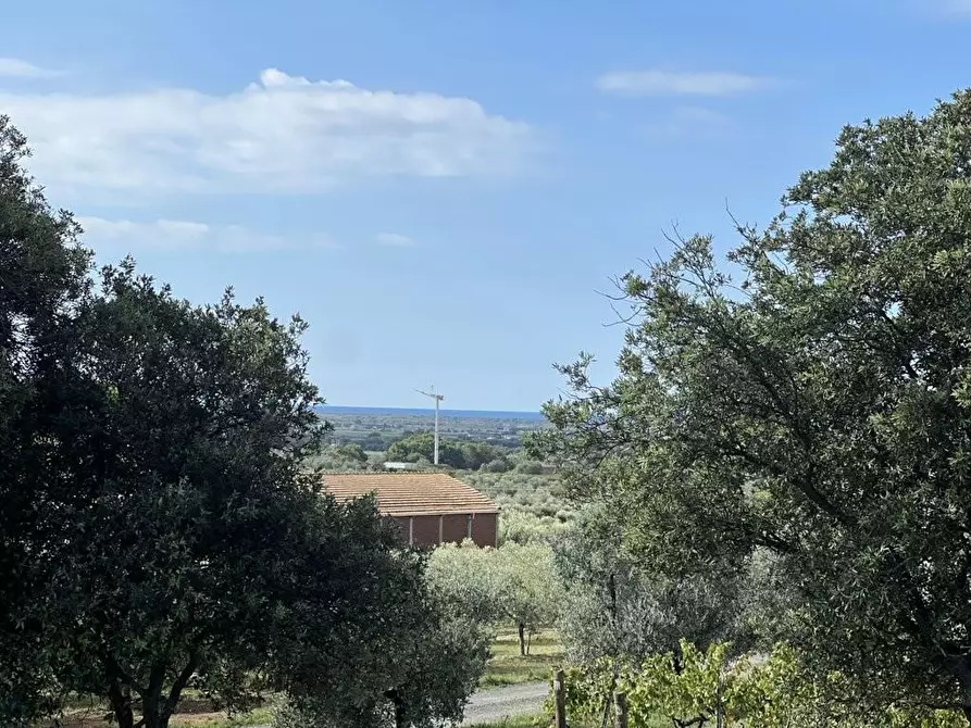 Immagine 7 di Appartamento in vendita  a Bibbona