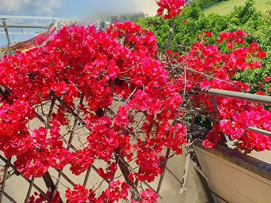 Immagine 22 di Appartamento in vendita  a Cecina