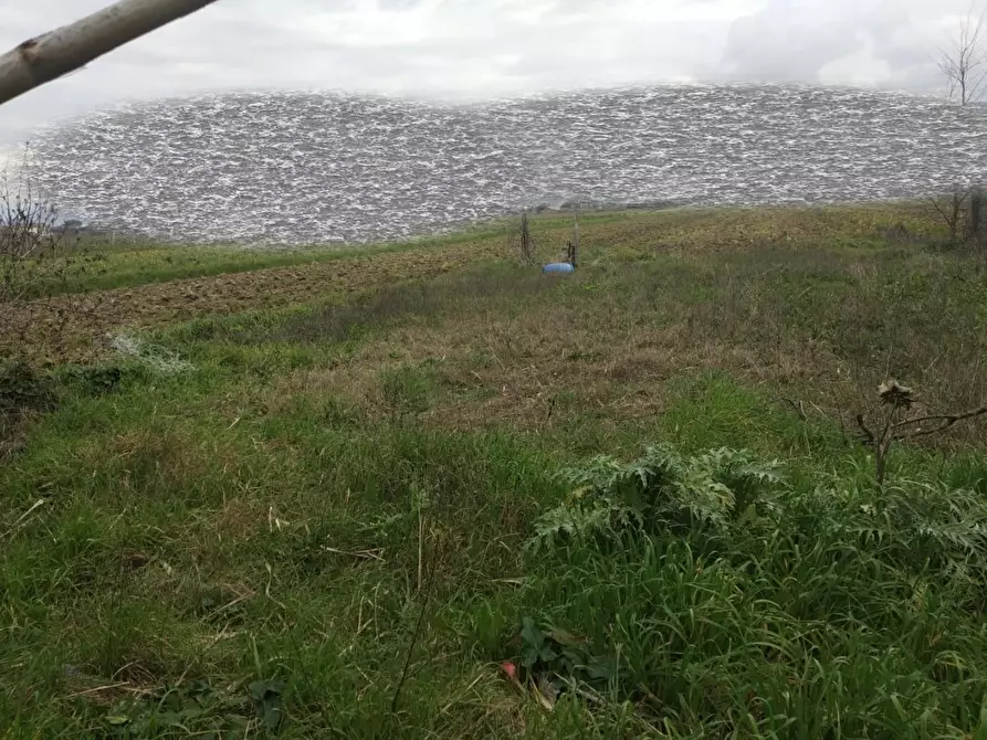 terreno agricolo in vendita a Vicopisano