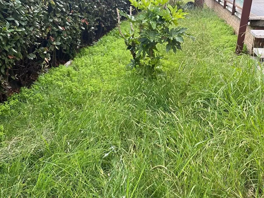 Immagine 18 di Terratetto in vendita  a Camaiore