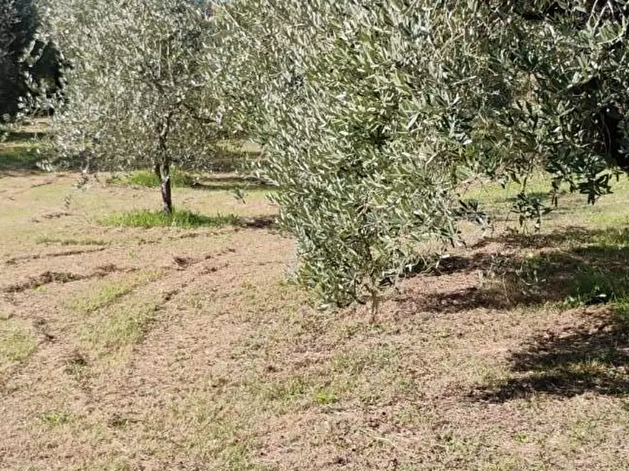 Immagine 2 di Terreno residenziale in vendita  a Crespina Lorenzana