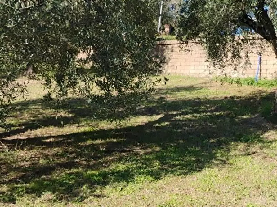 Immagine 3 di Terreno residenziale in vendita  a Crespina Lorenzana