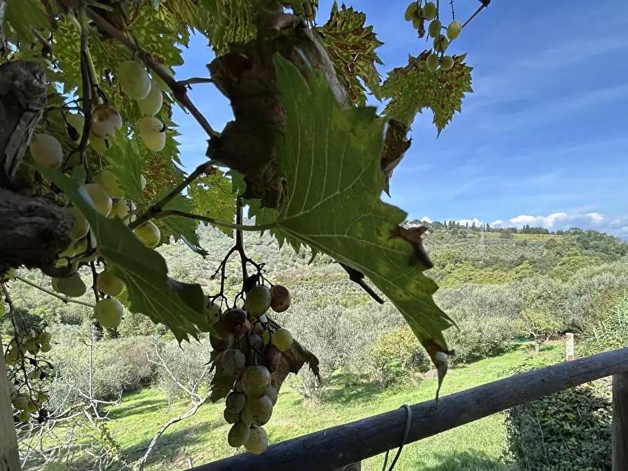 Immagine 41 di Casa colonica in vendita  a Carmignano