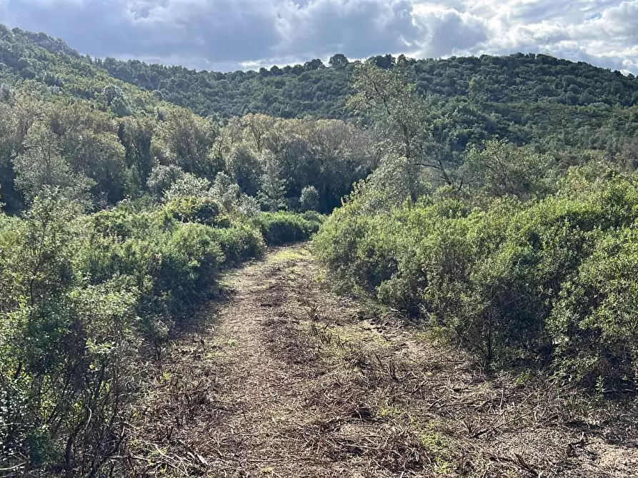 Immagine 23 di Casa colonica in vendita  a Arzachena