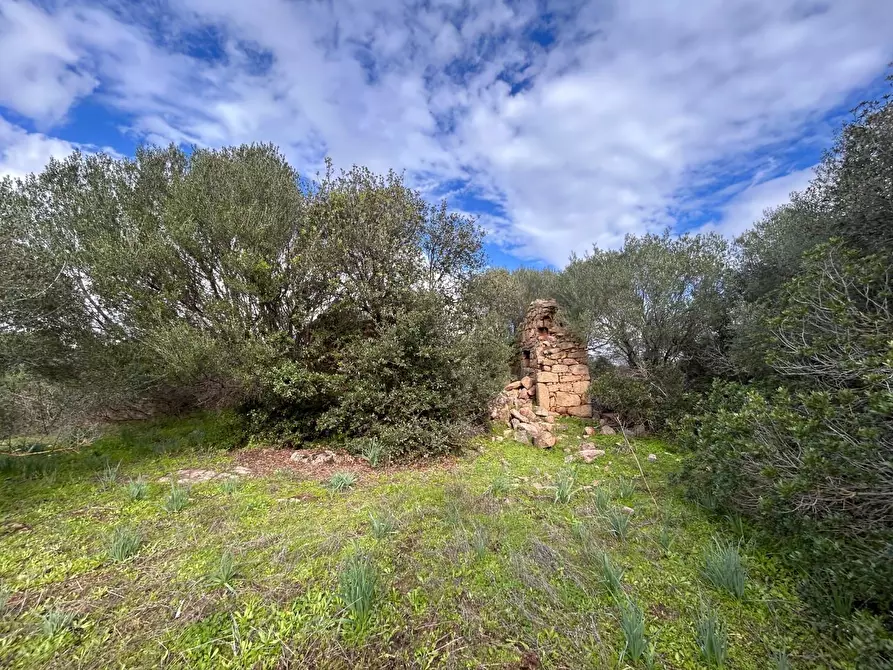 Immagine 4 di Casa colonica in vendita  a Arzachena