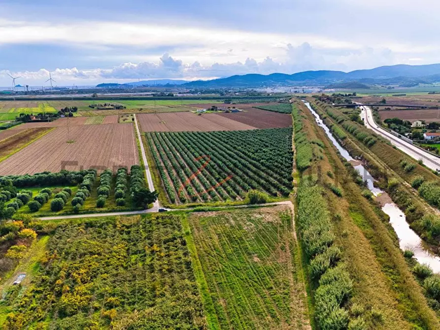 Immagine 7 di Terreno agricolo in vendita  a Piombino
