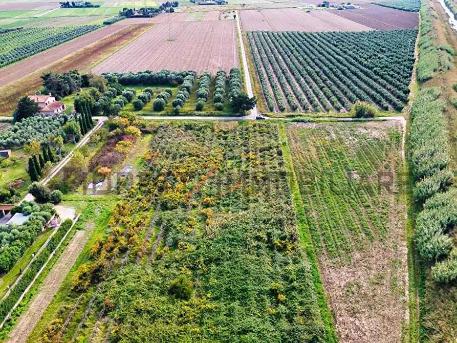 Immagine 6 di Terreno agricolo in vendita  a Piombino