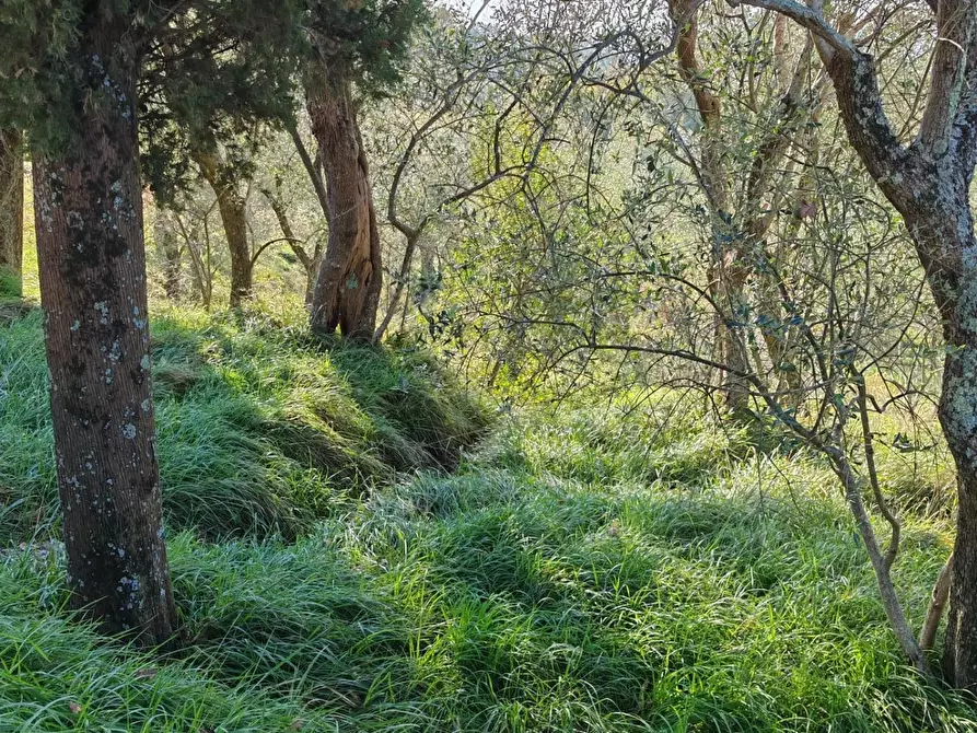 Immagine 18 di Terreno agricolo in vendita  a Sarzana