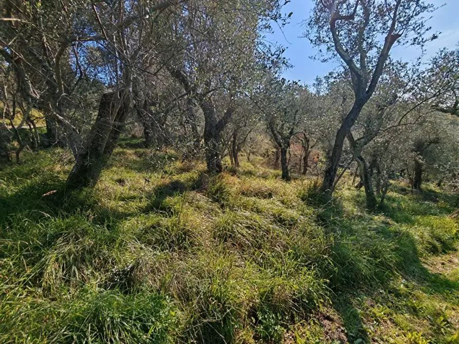 Immagine 8 di Terreno agricolo in vendita  a Sarzana
