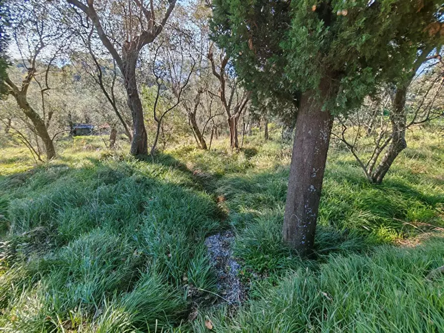 Immagine 13 di Terreno agricolo in vendita  a Sarzana