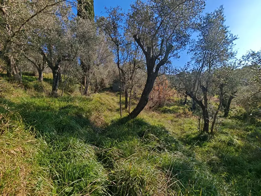 Immagine 5 di Terreno agricolo in vendita  a Sarzana